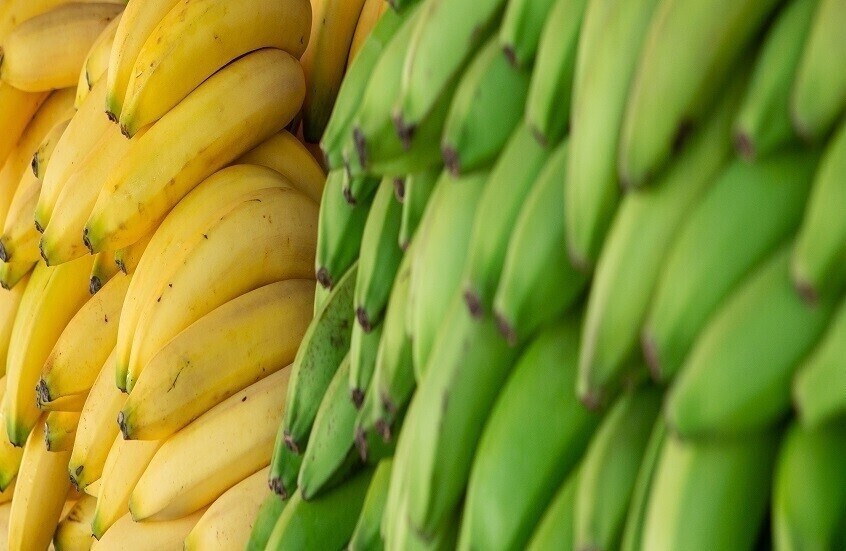 موز أخضر وأصفر
